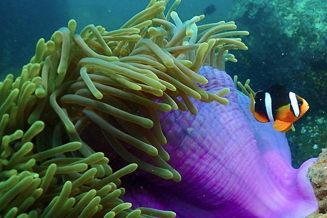 Scuba Diving For Beginners - Where to Dive in Sri Lanka