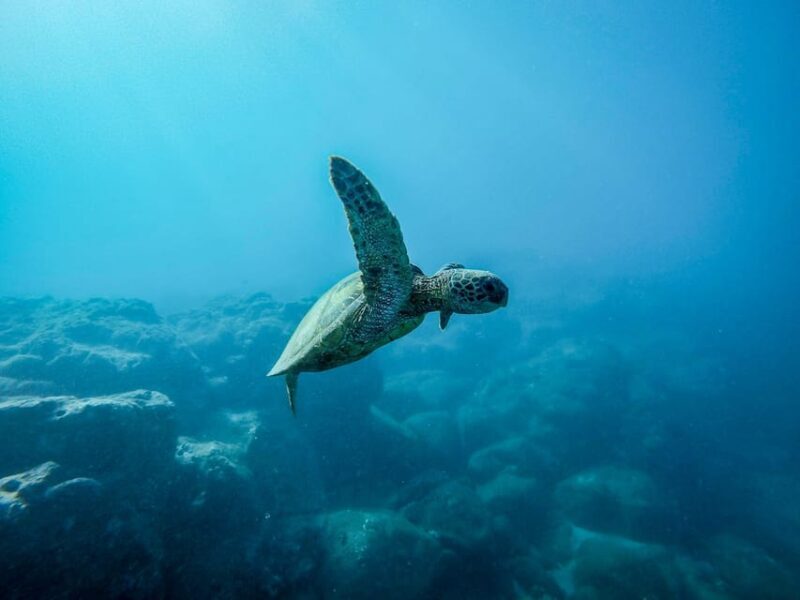 Scuba diving for beginners in crystal clear sea of Halkidiki - An Honest Look at the Halkidiki Beginner Scuba Tour