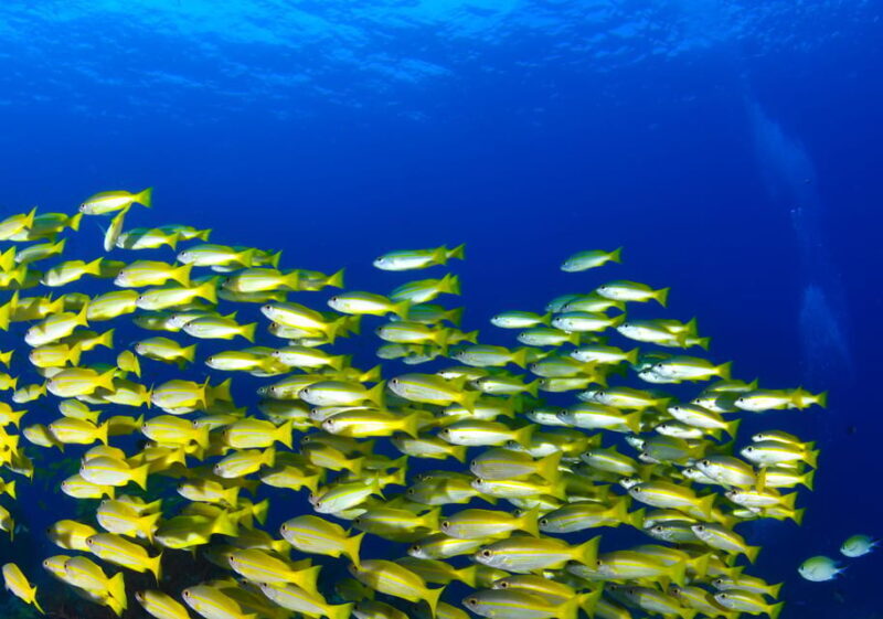 Scuba diving for beginners in crystal clear sea of Halkidiki - Whats Included and Whats Not