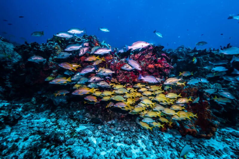 Scuba diving for beginners in crystal clear sea of Halkidiki - The Sum Up: Why This Tour Might Be Just Right for You