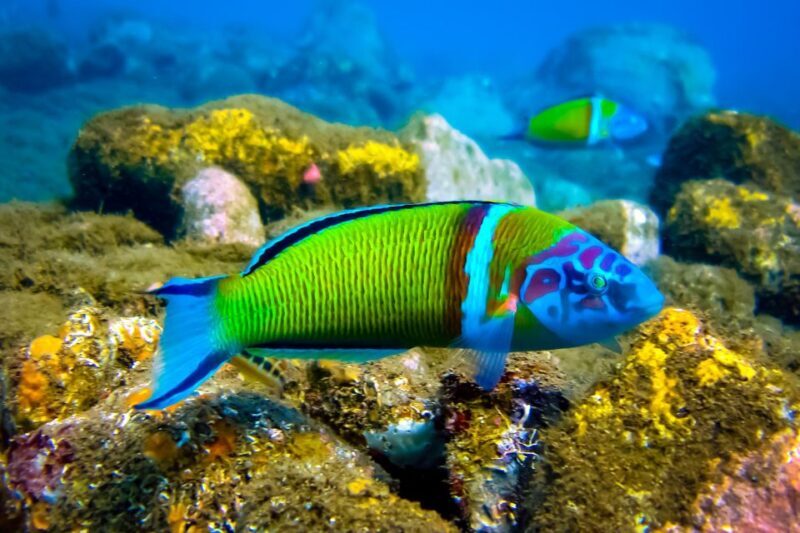 Scuba diving for beginners in crystal clear sea of Halkidiki - FAQ