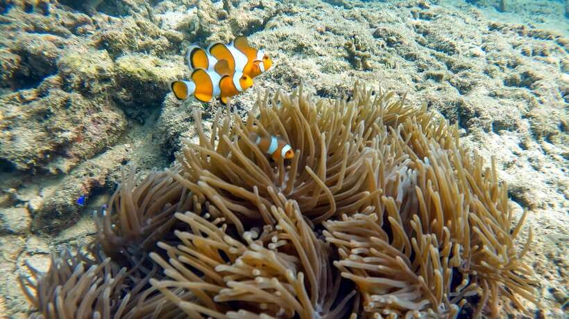 Scuba Diving From Stunning Coral Reef in the Heart of Phuket - Overview of Scuba Diving in Phuket