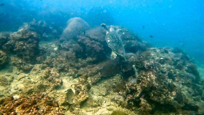 Scuba Diving From Stunning Coral Reef in the Heart of Phuket - Diving Options: Discover the Underwater World