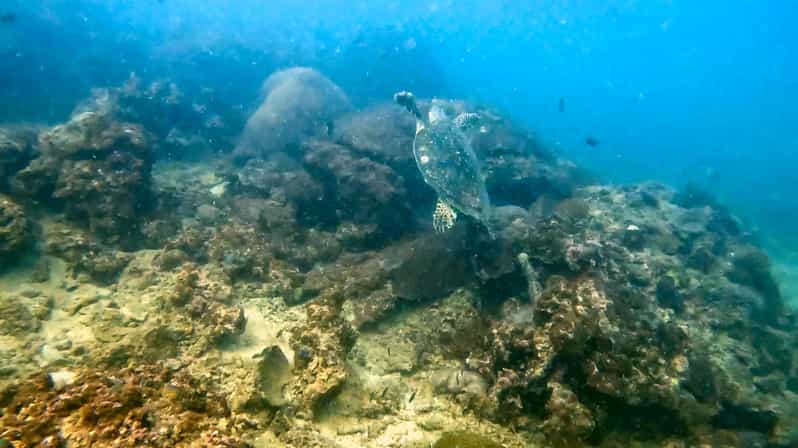 Scuba Diving From Stunning Coral Reef in the Heart of Phuket - Courses for All Skill Levels