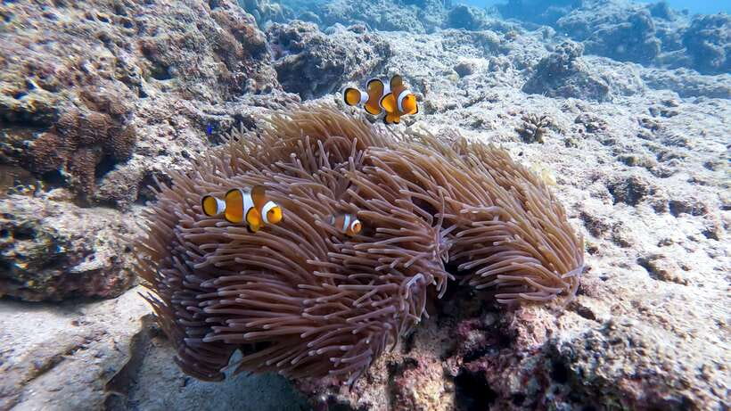 Scuba Diving From Stunning Coral Reef in the Heart of Phuket - Customer Experiences and Testimonials