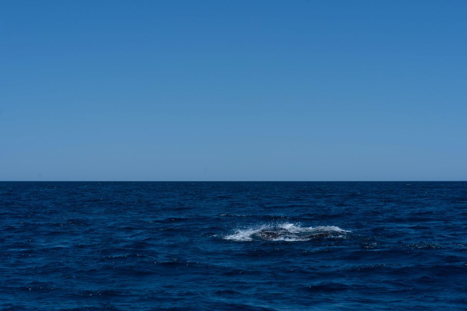 Scuba Diving in a National Marine Park of Cabo Pulmo - Marine Life Highlights