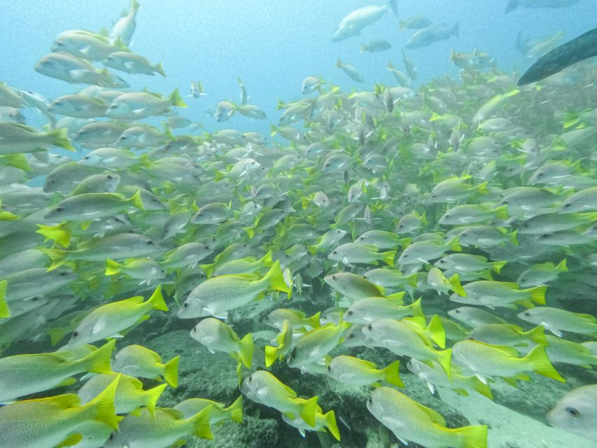 Scuba Diving in a National Marine Park of Cabo Pulmo - Diving Certification Requirements