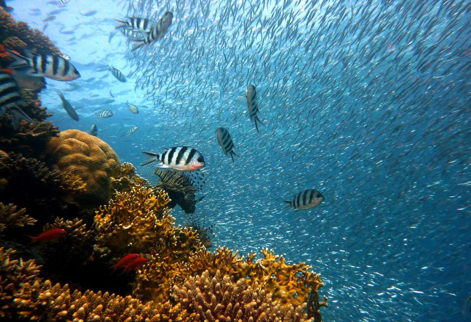 Scuba Diving in Aci Castello - Key Points