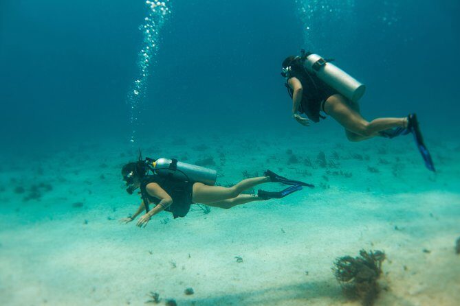 Scuba Diving in Cozumel Island - The Marine Environment: What You’ll See