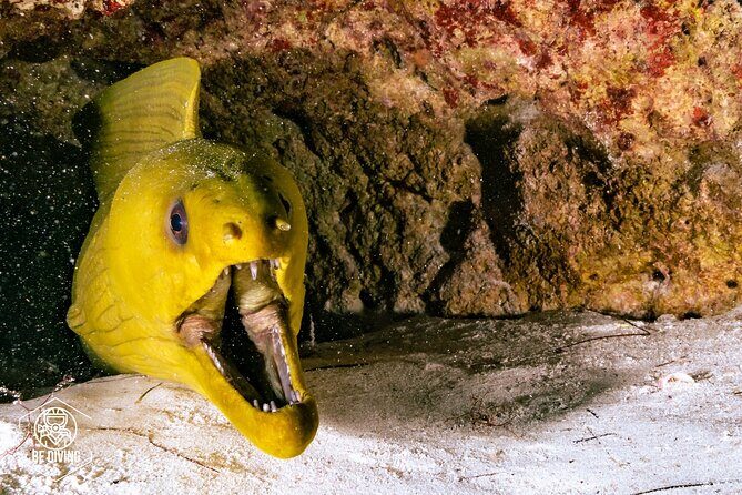 Scuba Diving in Cozumel Island - The Sum Up: Who Should Consider This Tour?