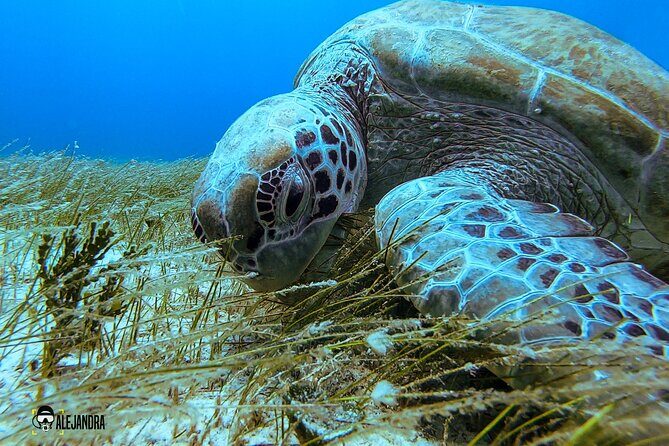 Scuba Diving in Cozumel or Playa del Carmen with Certificates - What to Expect at Each Dive Site