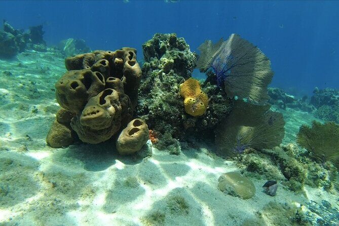 Scuba Diving in Cozumel or Playa del Carmen with Certificates - Guides and Customer Service