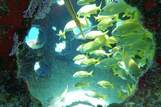 Scuba Diving in Cozumel or Playa del Carmen with Certificates - The Sum Up