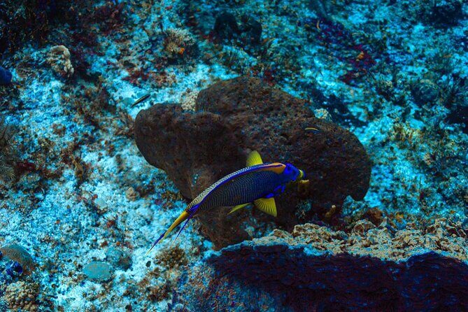 Scuba Diving in Cozumel or Playa del Carmen with Certificates - FAQ