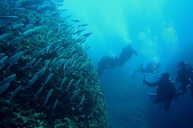 Scuba Diving in Dubrovnik: 1 Dive for Certified Divers - Who This Tour Is Best For
