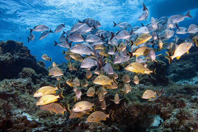 Scuba Diving in Playa del Carmen for Small Groups - What to Expect on Your Playa del Carmen Scuba Tour