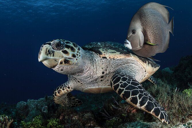 Scuba Diving in Playa del Carmen for Small Groups - Who Will Love This Tour?