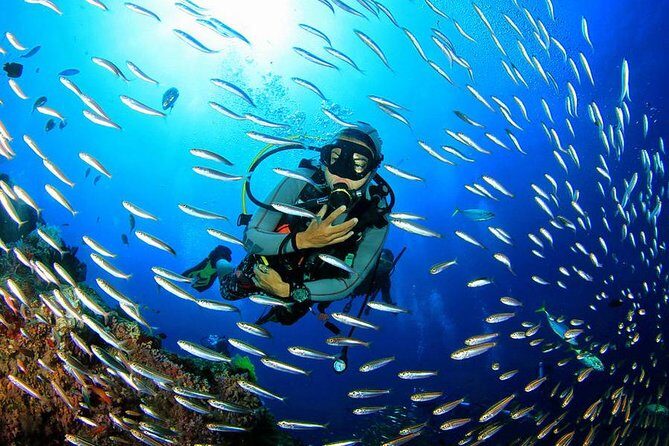 Scuba Diving on Catalina Island | 2 tanks, 2 spots - A detailed look at the itinerary