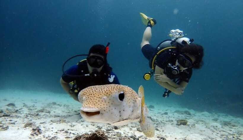 Scuba Diving Refresher(3 Dives) - Safety and Restrictions