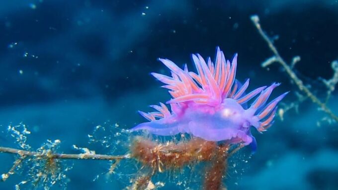 Scuba Diving Tour With Transfer From Alanya and City of Side - Customer Reviews