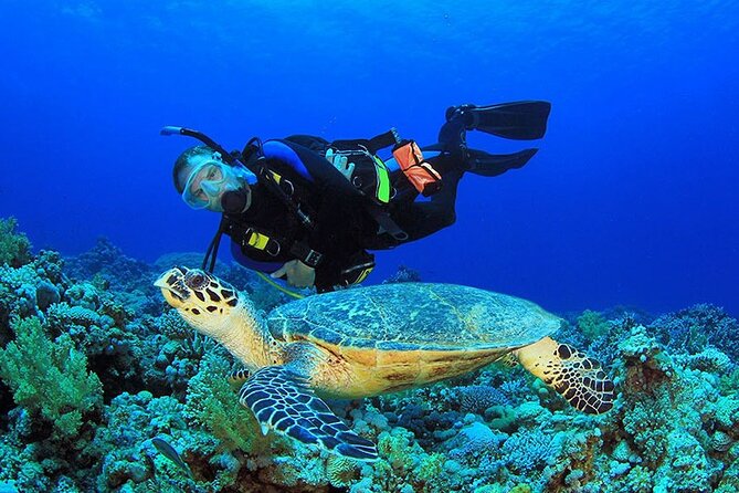 Scuba Diving Trip: Diving, Transfers, and Lunch - Hurghada - Convenient Hotel Transfers