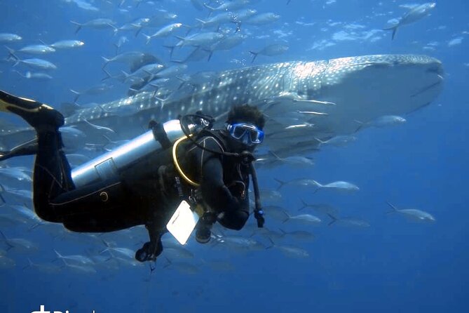 Scuba Diving Trips to Dimaniyat Islands - Good To Know