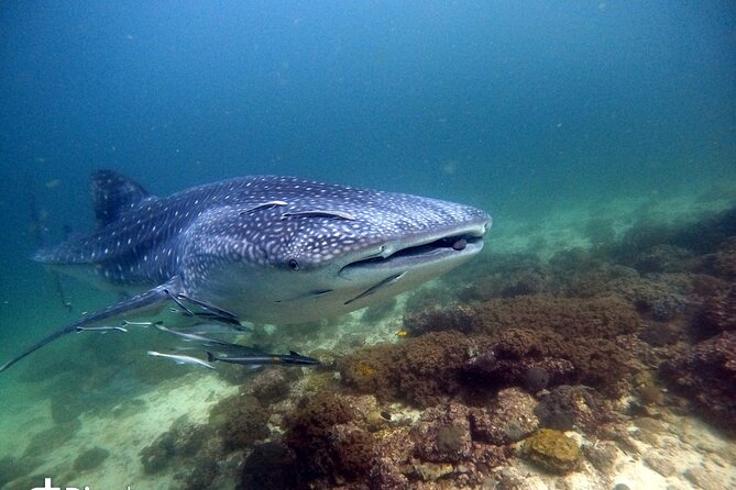 Scuba Diving Trips to Dimaniyat Islands - Marine Life Encounters
