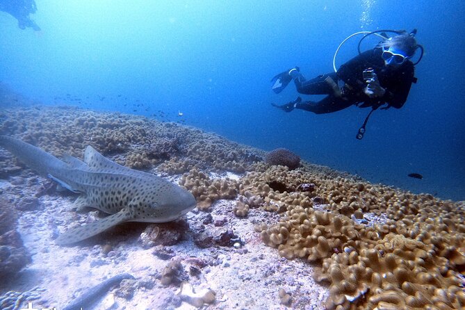 Scuba Diving Trips to Dimaniyat Islands - Equipment and Safety Measures