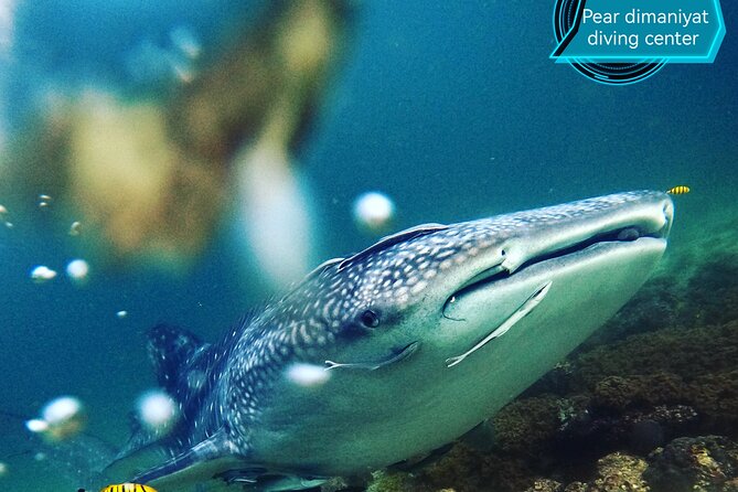 Scuba Diving Trips to Dimaniyat Islands - Customer Reviews and Feedback