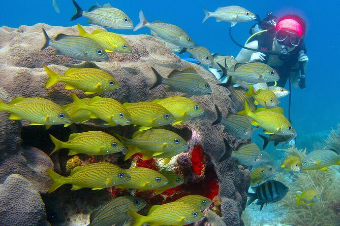Scuba Diving Under Water Museum and Reef for beginners - How to Maximize Your Experience