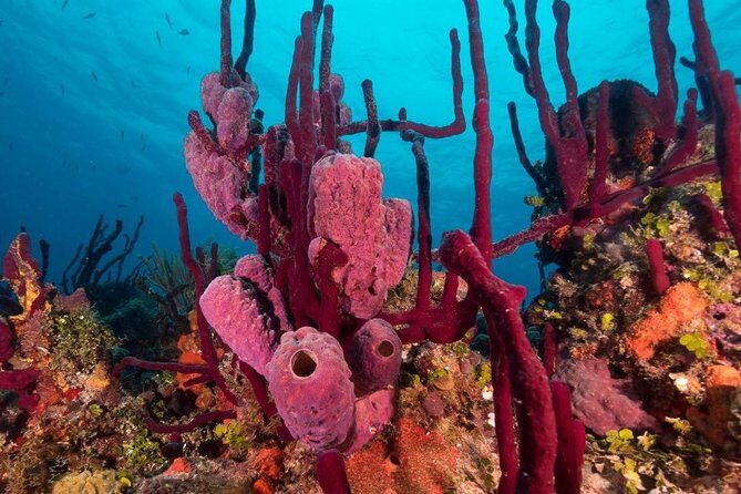 Scuba Doo Diving Experience in Punta Cana - FAQ