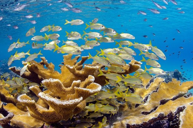 Scuba Doo Diving Experience in Punta Cana - Highlights of the Adventure
