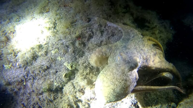 Scuba Night Dive for Certified Divers in Tenerife - Dive Equipment and Safety Considerations