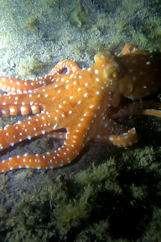 Scuba Night Dive for Certified Divers in Tenerife - Discovering Shipwrecks at Night