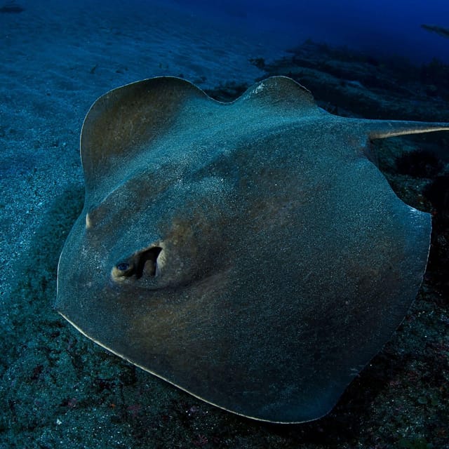 Scuba Night Dive for Certified Divers in Tenerife - Seasonal Variations in Start Times
