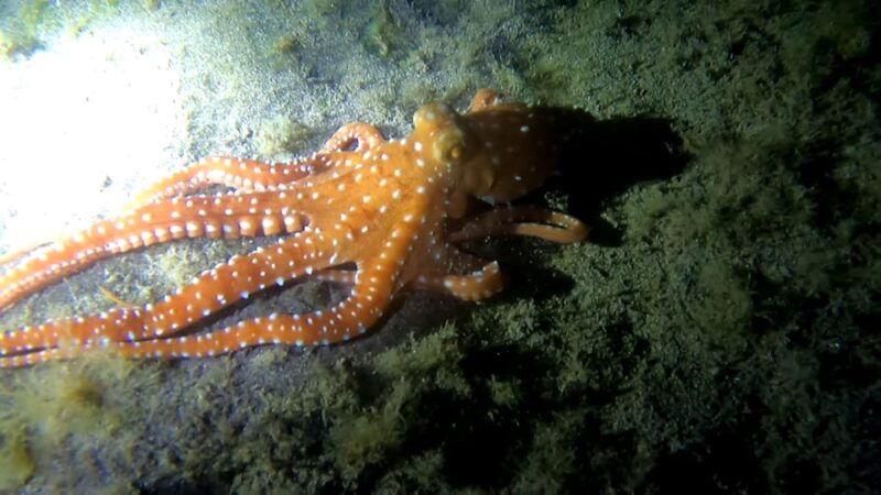 Scuba Night Dive for Certified Divers in Tenerife - Booking and Meeting Point Details