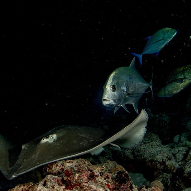 Scuba Night Dive for Certified Divers in Tenerife - Important Medical and Insurance Requirements