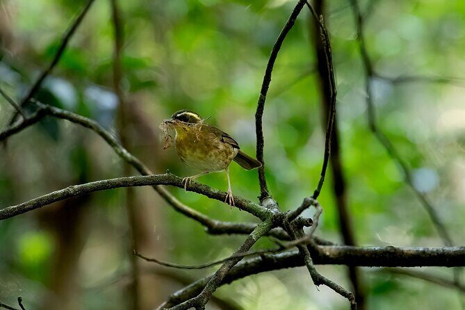 Sea Acres National Park: Aboriginal cultural tour - Who Will Love This Experience?