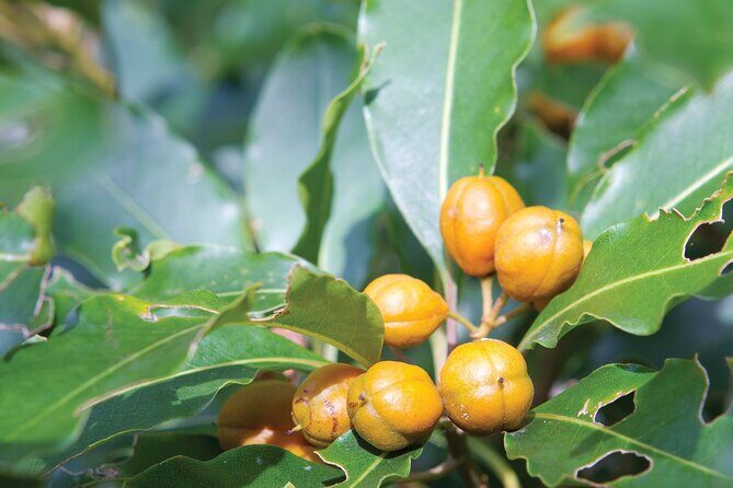 Sea Acres National Park: Sea Acres Aboriginal Coastal Tour - What Is the Sea Acres Aboriginal Coastal Tour?