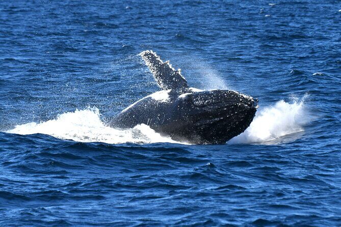 Sea Cliff Bridge Tours with Whale Watching and Wine Tasting - What Reviewers Say (Based on Limited Feedback)