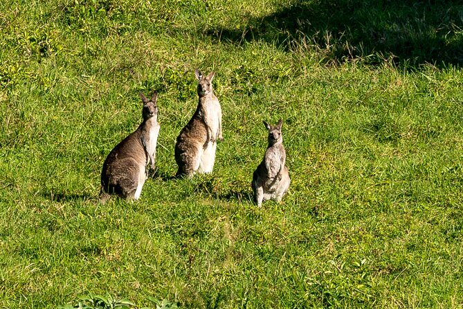 Sea Cliff Bridge Tours with Whale Watching and Wine Tasting - The Sum Up