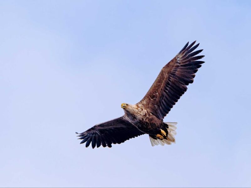 Sea Eagle Sunset Cruise - An In-Depth Look at the Sea Eagle Sunset Cruise