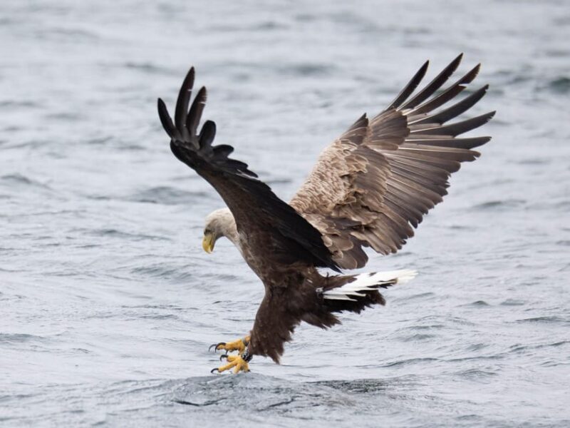 Sea Eagle Sunset Cruise - Final Thoughts: Is the Sea Eagle Sunset Cruise Worth It?