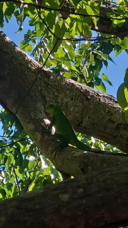 Sea excursion - Frequently Asked Questions