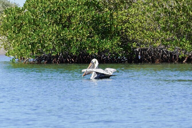 Sea Kayak Tour Mangrove Safari - The Value and Practicalities