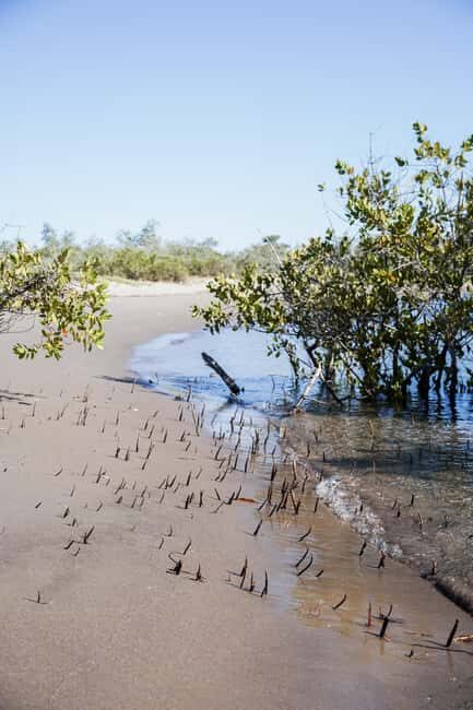 Sea Kayak Tour - Mangrove Safari - An Introduction to Baja’s Coastal Charm