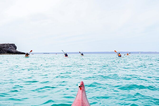 Sea Kayak Tour Marine Safari - An In-Depth Look at the Tour