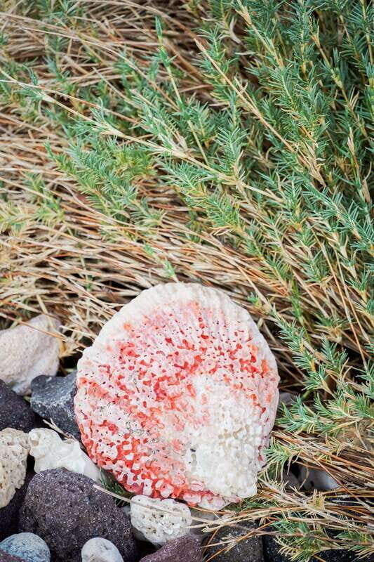 Sea Kayak Tour - Marine Safari - Key Points