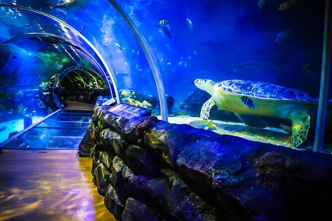 SEA LIFE Birmingham Admission Ticket - The Main Attractions