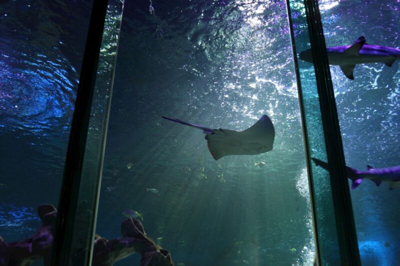 SEA LIFE Blackpool Entrance Ticket - Flexible Travel Plans and Age Requirements